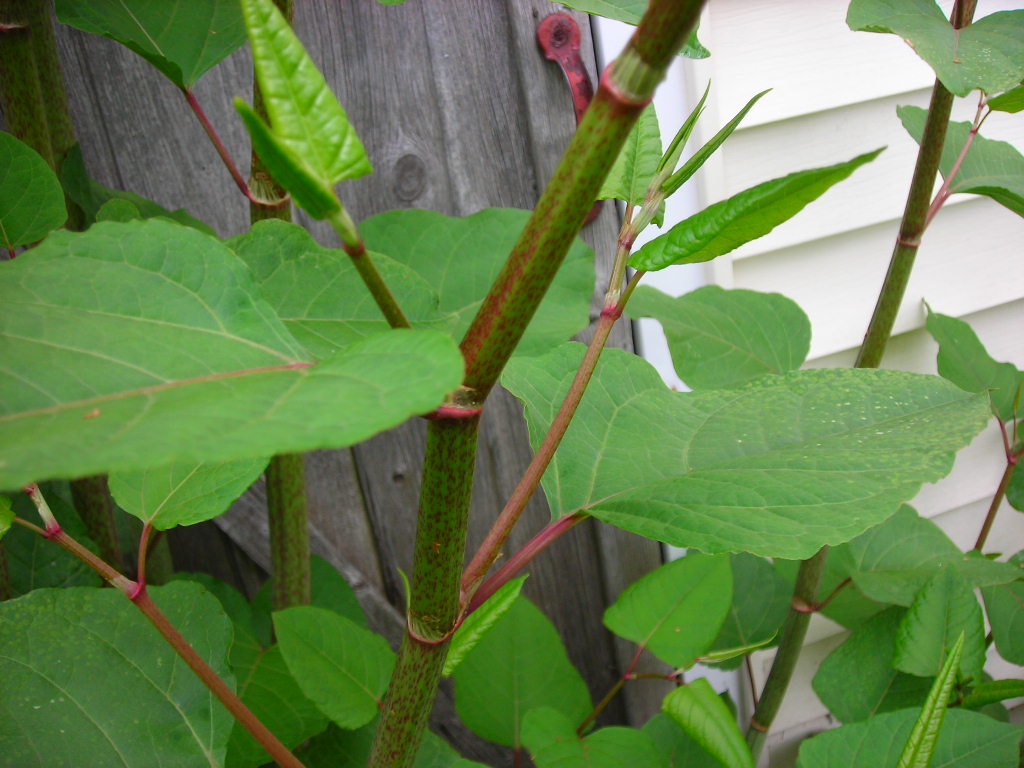 identifying japanese knotweed