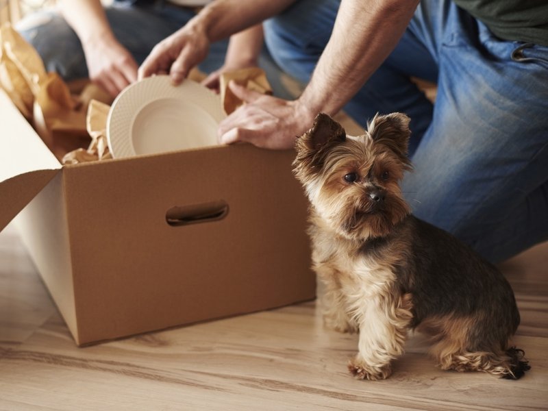 Why Rent through Petty Son